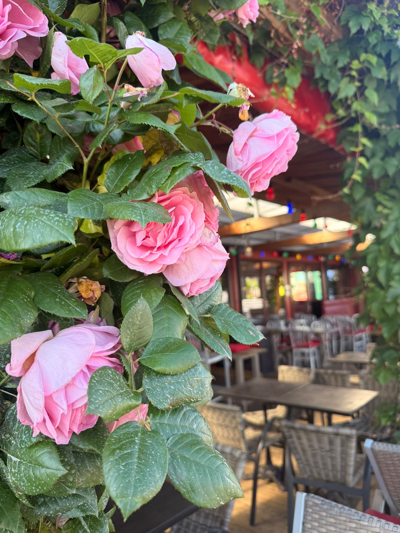 Décoration florale de la terrasse